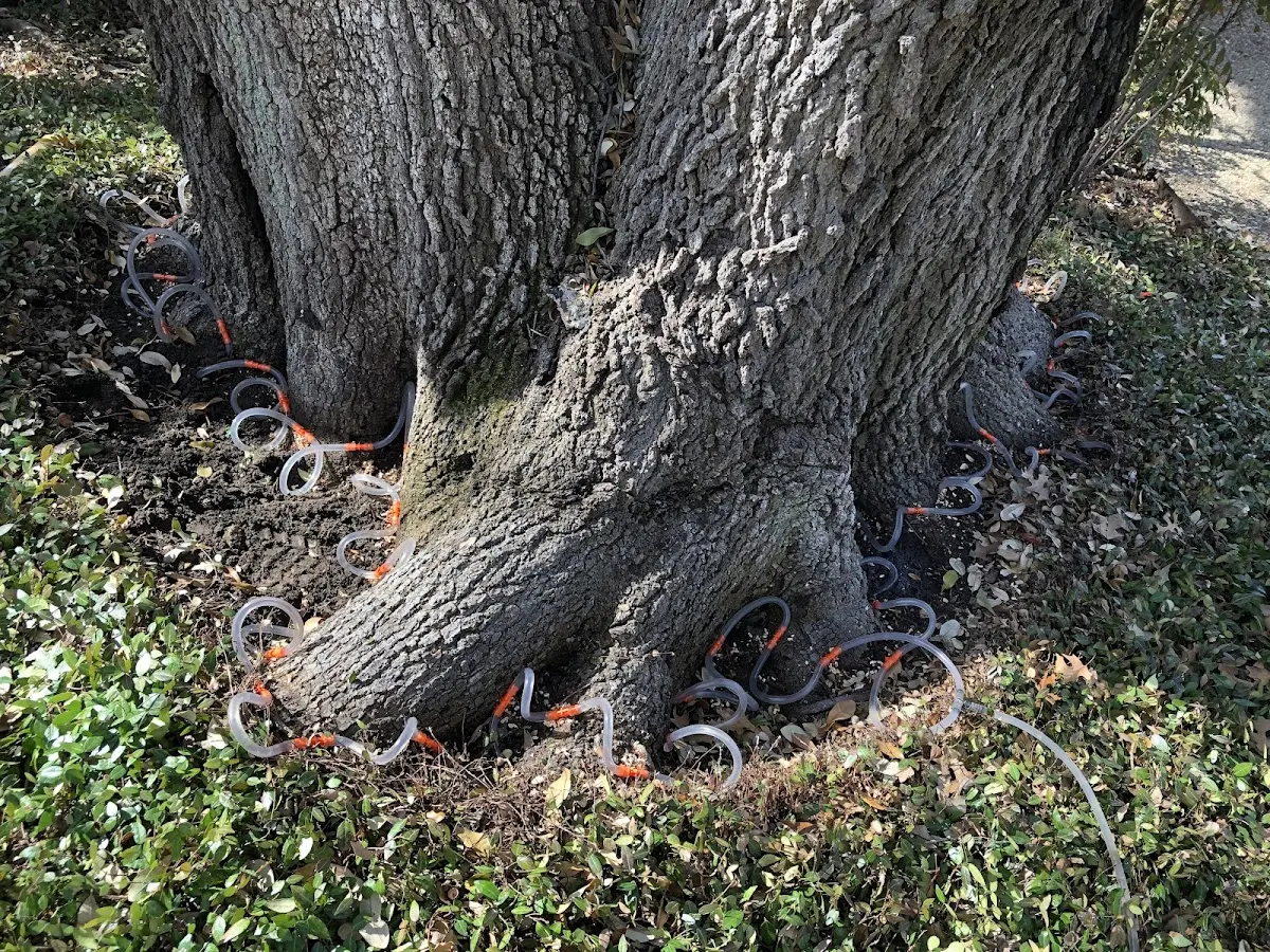 Detailed Tree Cabling and Bracing job site in Saint Martin