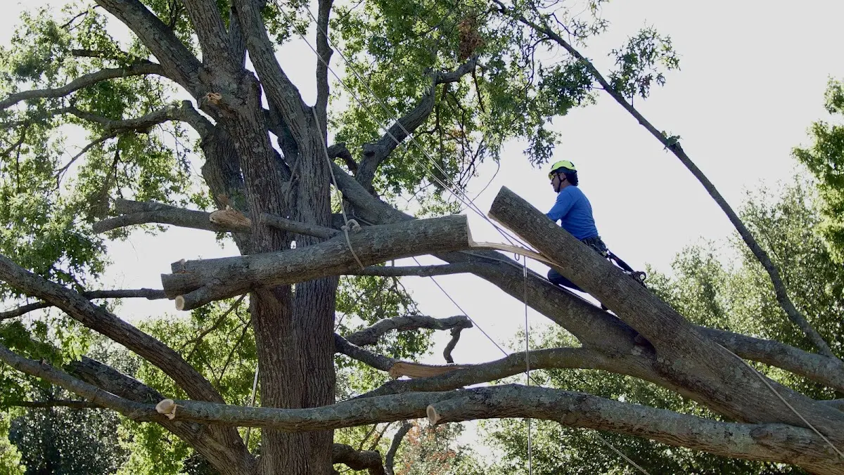 Professional Hazardous Tree Removal performed by certified arborists in Saint Martin