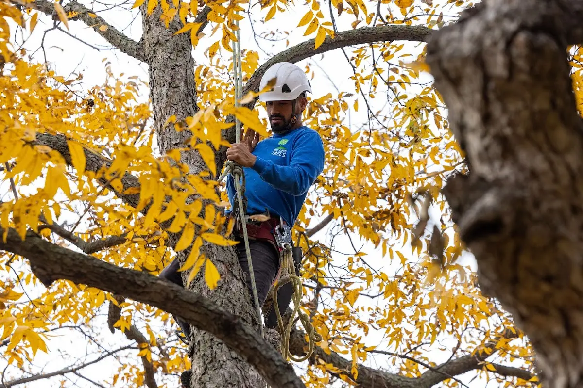 Skilled Tree Trimming crew working in Saint Martin