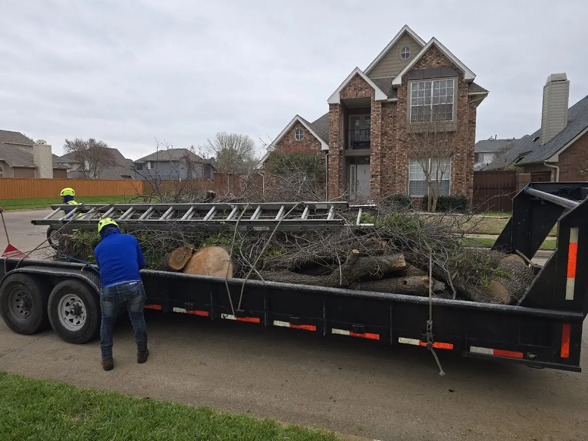 Expert Tree Removal with proper safety equipment in Saint Martin